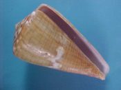 (1) Conus namocanus Hwass, 1792....62 mm. F++. Nice example with typical lined pattern, no major scars & a decent lip...Somalia...$7 (1 available)