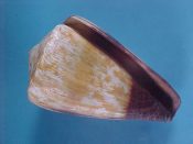 (1) Conus miles Linne, 1758....63.5 mm. F+high. Nice, heavy, fully adult example...Somalia...$4 (1 available)