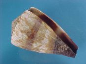 (1) Conus miles Linne, 1758....45 mm. F+. Fresh dead specimen with decent lip and partial periostracum...Somalia...$3 (1 available)