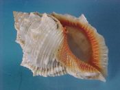 (1) Bursa crumena fm. foliata Broderip, 1825....70 mm. F++. Good example with full lip and orange rimmed aperture...Somalia...$12 (1 available)