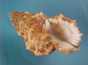 (1) Bursa granularis Roding, 1798....70 mm. F+high. Big, knobby, well developed specimen with white toothed lip...Somalia...$6 (1 available)