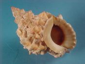 (1) Bursa lissostoma Smith, 1914....67 mm. F++. Wonderfully knobby species with fully formed white lip & parietal shield and brown interior...Somalia...$12 (1 available)