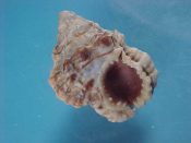 (1) Bursa mammata Roding, 1798....33 mm. F. A bit beachy but intact, with deep purple interior...Somalia...$5 (1 available)