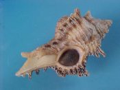 (1) Chicoreus banksi Sowerby, 1841....54 mm. F++ w/operc. Big, excellent example with fully intact spines & canal...Somalia...$11 (1 available)