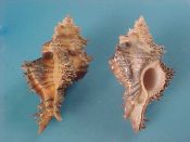 (7) Chicoreus banksi Sowerby, 1841....45 to 47 mm. F++ w/operc. Nice fresh specimens complete with opercs. Take these to the banksi...Somalia...$9 (7 available)