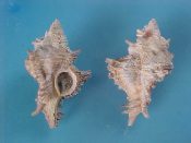 (2) Chicoreus banksi Sowerby, 1841....44 mm. F++ w/operc. Great smaller ones, intact & operculate...Somalia...$7 (2 available)