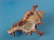 (1) Chicoreus bourguignati Poirier, 1883....63 mm. F++ w/operc. Large, long spined specimen, with operc, from this "difficult" locality...Somalia...$15 (1 available)