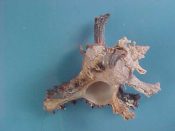 (1) Chicoreus bourguignati Poirier, 1883....61 mm. F+. Freak specimen with extra spine at the lip...Somalia...$17 (1 available)