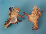 (2) Chicoreus bourguignati Poirier, 1883....57 mm. F+. Decent bargain examples of the long spined form, though with slightly thin lips...Somalia...$9 (2 available)