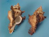 (5) Chicoreus bourguignati Poirier, 1883....59 to 61 mm. F+. Shorter spined form, likely from shallower, rougher waters...Somalia...$11 (5 available)