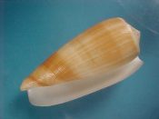 (1) Conus magus fm. carinatus Swainson, 1822.....69 mm. F++. Huge specimen of the form, tan patterned like wood grain...Philippines....$15 (1 available)