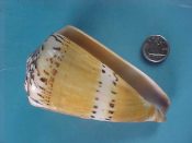 (1) Conus mustelinus fm. melinus Shikama, 1964....89 mm. F++. World record size for this form (prev. WRS 56.5 mm.). Beautiful yellow banded giant specimen...Philippines...$150 firm (1 available)