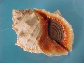 (1) Bursa crumena fm. foliata Broderip, 1825....83 mm. F++ w/operc. Big, well matured specimen with deep red aperture...$15 (1 available)