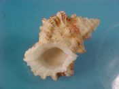 (1) Bursa (Tutufa) bubo Linne, 1758....39 mm. F++. Cute juvenile of this giant specie. Start a growth series with this one...Philippines...$7 (1 available)