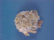 (1) Xenophora tenuis Fulton, 1934....36 mm. F+. Delicate translucent white with lots of small bivalve attachments...Taiwan...$40 (1 available)