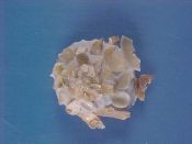 (1) Xenophora tenuis Fulton, 1934....36 mm. F+.  Delicate translucent white with lots of small bivalve attachments...Taiwan...$40 (1 available)