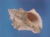 (1) Thais rustica Lamarck, 1822....64 mm. F+. Nice example with double row of shoulder knobs...Florida...$5 (1 available)