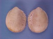 (1) Trachycardium hawaiiensis Dall, Bartsch & Rehder, 1938....59 mm. F++. Nicely elongated and with finely scaled ribs...Hawaii...$8 (1 available)