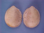 (1) Trachycardium hawaiiensis Dall, Bartsch & Rehder, 1938....59 mm. F++. Nicely elongated and with finely scaled ribs...Hawaii...$8 (1 available)