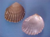 (2) Neotrigonia bednalli Verco, 1907....37, 39 mm. F++. Great examples, with beaded ribs and beautiful coloured interior nacre...Australia...$6 (2 available)