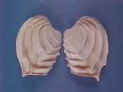 (3) Callanaitis disjecta Perry, 1811....48 to 52 mm. F++. You won't be disjected when you see these wonderfully foliate specimens...Australia...$18 (3 available)