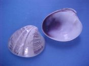 (1) Callista impar Lamarck, 1818....39 mm. F++. Cream with chocolate brown rays...Australia...$3 (1 available)