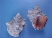 (6) Thais cornata Lamarck, 1822....42 to 48 mm. F+. With good, dentate lips, knobby shoulders and orange interiors...Cameroon...$5 (6 available)