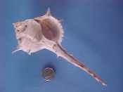 (1) Bolinus cornutus Linne, 1758....140 mm. F+. Nice long tailed example with intact, fully formed lip...Cameroon...$28 (1 available) OVERSIZE