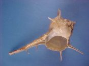 (1) Bolinus cornutus Linne, 1758....120 mm. F++. Well spined specimen with full lip & parietal shield...Cameroon...$25 (1 available) OVERSIZE