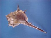 (1) Bolinus cornutus Linne, 1758....126 mm. F+. With good lip & parietal shield, but with reduced spines...Cameroon...$22 (1 available) OVERSIZE