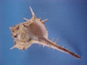 (1) Bolinus cornutus Linne, 1758....119 mm. F+. With nice long spines, but with a piece missing from the parietal shield...Cameroon,...$20 (1 available) OVERSIZE