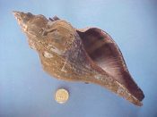 (1) Pugilina morio Linne, 1758....175 mm. F++. Big, beautiful, fully intact specimen, with most of the fuzzy brown periostracum...Cameroon...$30 (1 available)