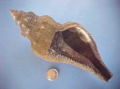 (1) Pugilina morio Linne, 1758....165 mm. F+. Very fresh dead, still with the periostracum fully intact, but with a sliver missing from the lip...Cameroon...$25 (1 available)