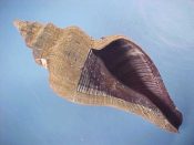 (1) Pugilina morio Linne, 1758....119 mm. F++. Nice fresh example with good lip and complete periostracum...Cameroon...$12 (1 available)