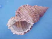 (1) Bursa granularis Roding, 1798....53 mm. F+. Great, highly granulated specimen...Somalia...$5 (1 available)