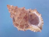 (1) Bursa latitudo fm. wolfei Beu, 1981....42 mm. F+. Nice example with intact white lip and brown parietal stain...Philippines...$14 (1 available)