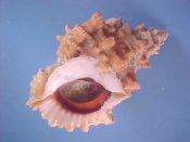 (1) Bursa lissostoma Smith, 1914....92 mm. F++ w/operc. Great specimen, totally intact and fully developed, with distinctive wine-red rim inside the aperture...Tanzania...$29 (1 available)