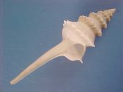 (1) Columbarium eastwoodae Kilburn, 1971....73 mm. F++. Beautiful spiny white specimen with great lip & canal...South Africa...$15 (1 available)