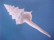 (1) Columbarium eastwoodae Kilburn, 1971....86 mm. F++. Big example in excellent condition...South Africa...$18 (1 available)