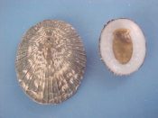 (1pr) Acmaea pelta Rathke, 1833....19 & 28 mm. F++. Neat growth & pattern pair...Mexico...$5 (1 pair available)