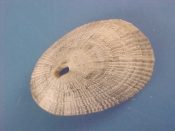 (1) Diodora sayi Dall, 1899....32 mm. F+. Decent specimen with intact, finely crenulate margin...Florida...$3 (1 available)