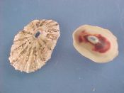 (2) Fissurella rubropicta Pilsbry, 1890....20, 26 mm. F.  Decent beach specimens with lipstick red interior stain...Mexico...$4 (2 available)