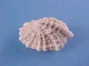 (1) Hemitoma tricarinata....21 mm. F++.  Large & high spired, with blue-green interior...Philippines...$5 (1 available)