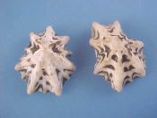 (2) Patelloida saccharina Linne, 1758....24, 25 mm. F++. With black & white pattern and 7 pointed ribs...Philippines...$3 (2 available)