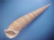 (1) Pseudovertagus nobilis Reeve, 1855....112 mm. F++. Excellent, large example with thickened parietal callus and great lip & canal...Tanzania...$15 (1 available)