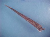 (1) Tetraphora princeps Sowerby, 1904....50 mm. F++. Very large for this typically small sinistral family, dark brown with full lip & canal...Philippines...$25 (1 available)