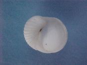 (1) Vanikoro cancellata Lamarck, 1822....17 mm. F++.  White, with axial ridges & spiral cords...Philippines...$3 (1 available)