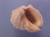 (3) Thais coronata Lamarck, 1816....28 to 30 mm. F++. Good adult specimens with intact, dentate lips and rows of dorsal knobs...Cameroon...$5 (3 available)