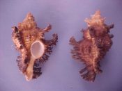 (2) Chicoreus bourguignati Poirier, 1883....70, 73 mm. F++. Big, dark brown specimens of this West Indian Ocean specie...Somalia...$18 (1 available)