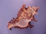 (4) Chicoreus bourguignati Poirier, 1883....70 to 73 mm. F+. Bargain examples, still nice and big but slightly rougher...Somalia...$12 (4 available)